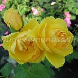 Роза плетистая Голден Шауерс (С2-4л)