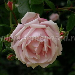 Роза плетистая Нью Даун (С2-4л) 