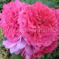 Роза плетистая Розариум Ютерсен (С2-4л)