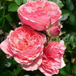 Роза флорибунда Кимоно (С3,5л)