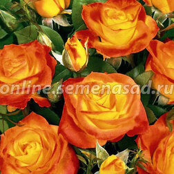 Роза флорибунда Румба (С3,5)