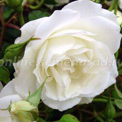 Роза флорибунда Сноувайт (С3,5)