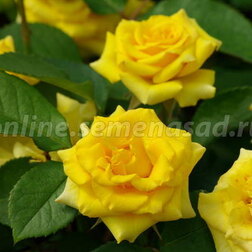 Роза флорибунда Фрезия (С2-4л) 