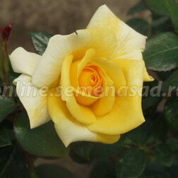 Роза чайно-гибридная Беролина (С2-4л) 