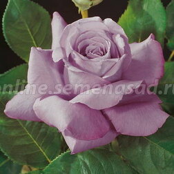 Роза чайно-гибридная Вальц Тайм (С2-4л) 
