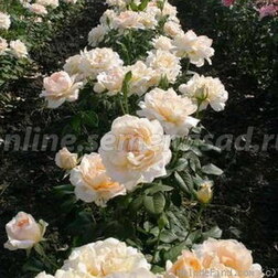 Роза чайно-гибридная Казанова (С3,5л) 