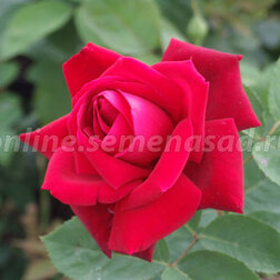 Роза чайно-гибридная Крайслер Империал (С3,5л)