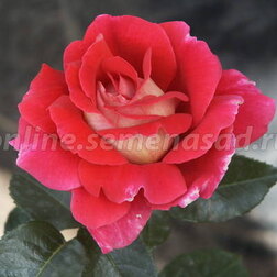 Роза чайно-гибридная Кроненбург (С3,5л)