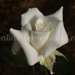 Роза чайно-гибридная Ленип (Паскаль) (С3,5л)