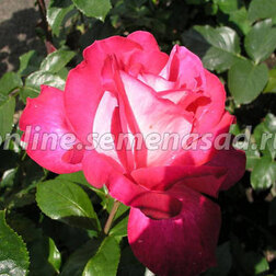 Роза чайно-гибридная Роза Гожар (С3,5л)