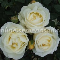Роза чайно-гибридная Шопен (С3,5)