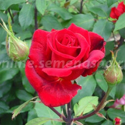 Роза чайно-гибридная Эрика Плюхар (С 2-4л) 