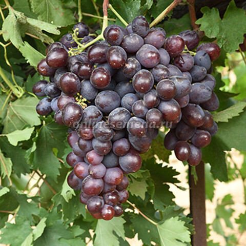 Виноград плодовый Низина
