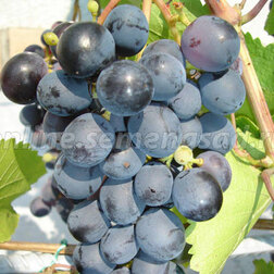 Виноград плодовый Агат донской (С2-3л.)  