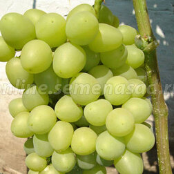 Виноград плодовый Аркадия (Настя) (С3л.)