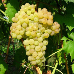 Виноград плодовый Кишмиш №342 (С3л.)