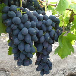 Виноград плодовый Кодрянка (С3)