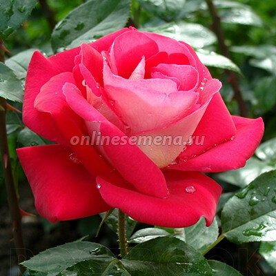 Роза флорибунда Хайматмелоди