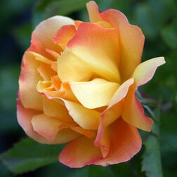 Роза парковая Бонанза