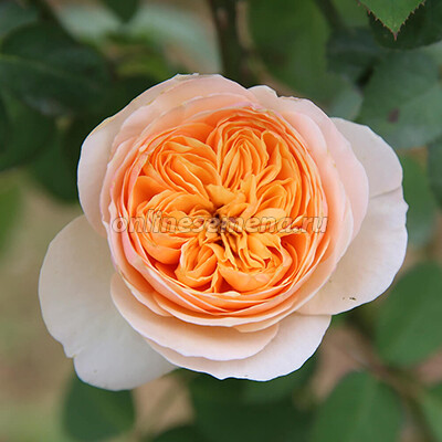 Роза английская парковая Джульетта
