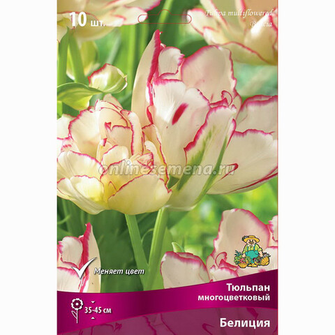 Тюльпан Многоцветковый Белиция (7шт.)