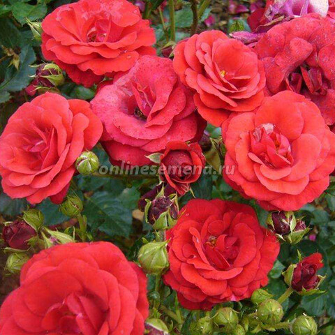 Роза флорибунда Стромболи (С3,5)