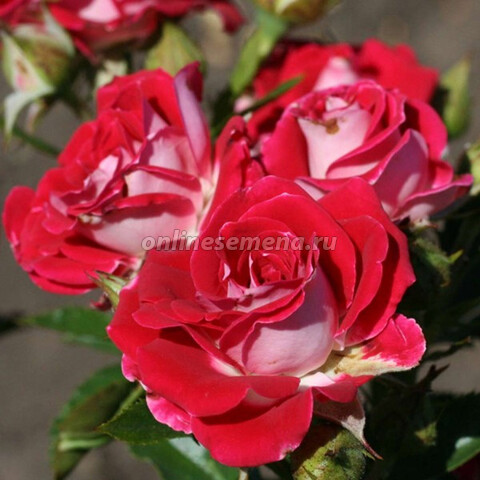 Роза спрей Руби Стар (С3,5)