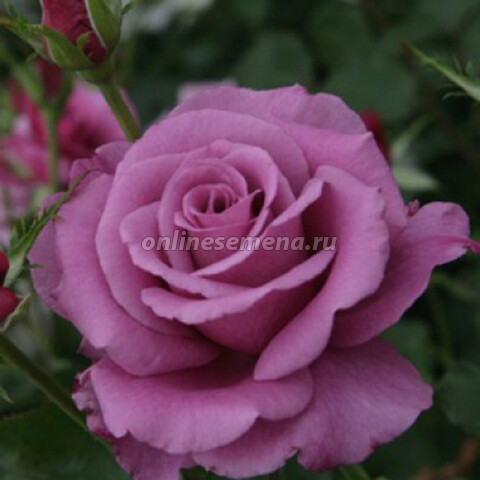 Роза флорибунда Шокинг Блю (С3,5л)
