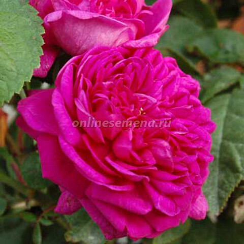 Роза парковая Роуз де Решт (С12)