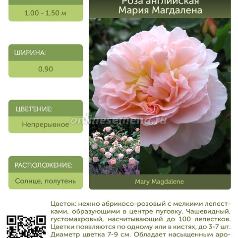 Роза английская Мария Магдалена С30