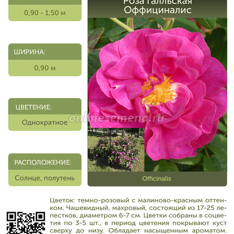 Роза галльская Оффициналис С30