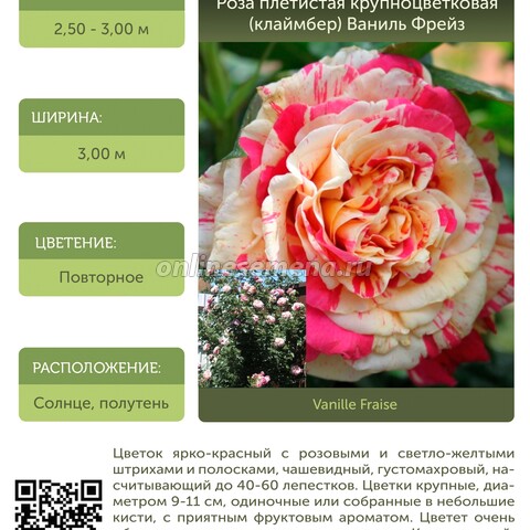 Роза плетистая крупноцветковая (клаймбер) Ваниль Фрейз С30