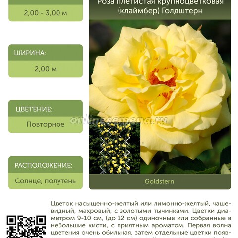Роза плетистая крупноцветковая (клаймбер) Голдштерн С30
