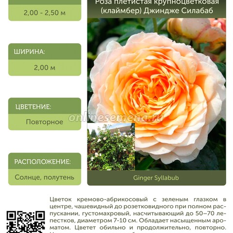 Роза плетистая крупноцветковая (клаймбер) Джиндже Силабаб С30