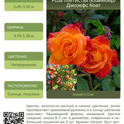 Роза плетистая крупноцветковая (клаймбер) Джозефс Коат С30