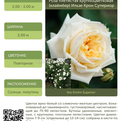 Роза плетистая крупноцветковая (клаймбер) Ильзе Крон Супериор С30