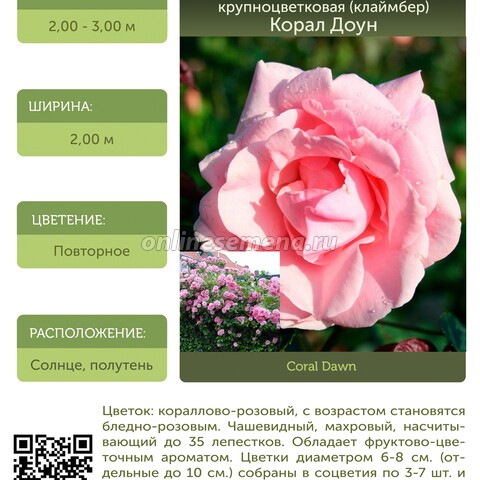 Роза плетистая крупноцветковая (клаймбер) Корал Доун С30