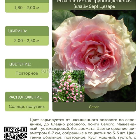 Роза плетистая крупноцветковая (клаймбер) Цезарь С30