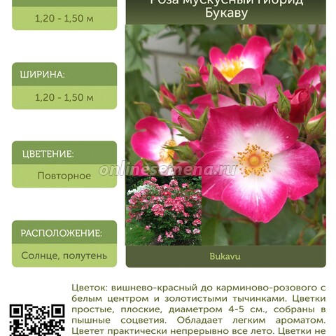 Роза мускусный гибрид Букаву С30