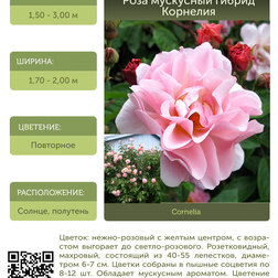 Роза мускусный гибрид Корнелия С30