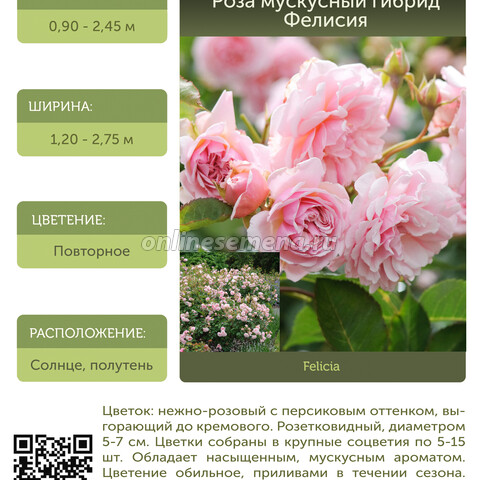 Роза мускусный гибрид Фелисия С30