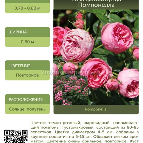 Роза флорибунда Помпонелла С30