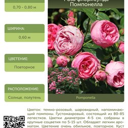 Роза флорибунда Помпонелла С30