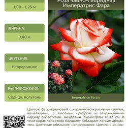 Роза чайно-гибридная Императрис Фара С30