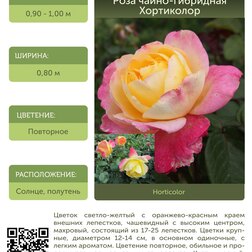 Роза чайно-гибридная Хортиколор С30