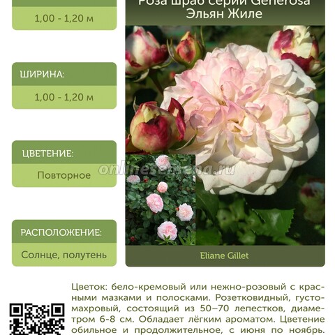 Роза шраб серии Generosa Эльян Жиле С30