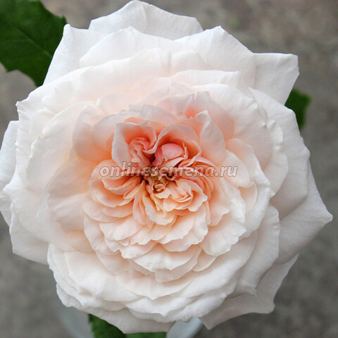 Роза чайно-гибридная Тсумуги