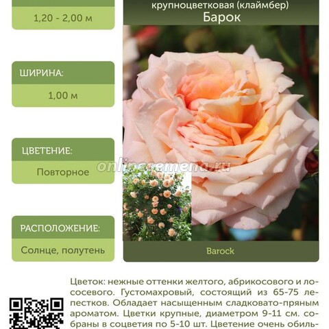 Роза плетистая крупноцветковая (клаймбер) Барок (ГарденКлад)
