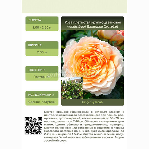 Роза плетистая крупноцветковая (клаймбер) Джиндже Силабаб (ГарденКлад)