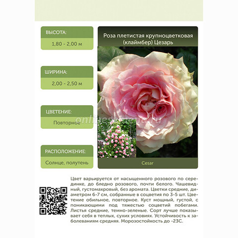 Роза плетистая крупноцветковая (клаймбер) Цезарь (ГарденКлад)